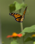 Monarch 7989